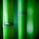 Acoustic picture, bamboo, 1500x1500 mm