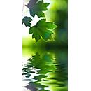Acoustic picture, maple leaves, 800x1600 mm