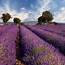 akoestisch fotopaneel, lavendel, 1500x1500 mm