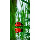 akoestisch fotopaneel, lieveheersbeestje, 800 x 1600 mm