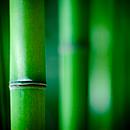 Akustik-Bild, Bambus, 1500x1500 mm