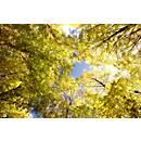 Ceiling sail, forest, 1200x800 mm