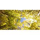 Deckensegel, Wald,1600x800 mm