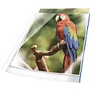Duurzame brochurehoes, met blauwe rand, DIN A4, universele perforatie, documentbestendig, 25 stuks, 80 mµ, glashelder