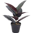 Plante artificielle meet® by Paperflow Arbre en caoutchouc, pot en plastique inclus, H 360 mm, PEVA