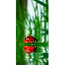 Panneau acoustique, coccinelle, 800 x 1600 mm