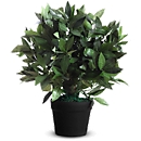 Plantes de bureau PAPERFLOW, en PE, vert, avec pot en plastique, laurier, 500 mm