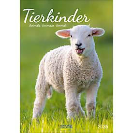 Bildkalender Korsch Tierkinder 2026, mit Tierbaby-Fotomotiven, B 235 x H 335 mm, Papier