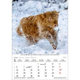 Bildkalender Korsch Tierkinder 2026, mit Tierbaby-Fotomotiven, B 235 x H 335 mm, Papier