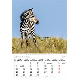 Bildkalender Korsch Tierkinder 2026, mit Tierbaby-Fotomotiven, B 235 x H 335 mm, Papier