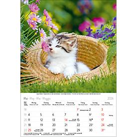 Bildkalender Korsch Tierkinder 2026, mit Tierbaby-Fotomotiven, B 235 x H 335 mm, Papier