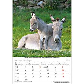 Bildkalender Korsch Tierkinder 2026, mit Tierbaby-Fotomotiven, B 235 x H 335 mm, Papier