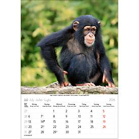 Bildkalender Korsch Tierkinder 2026, mit Tierbaby-Fotomotiven, B 235 x H 335 mm, Papier