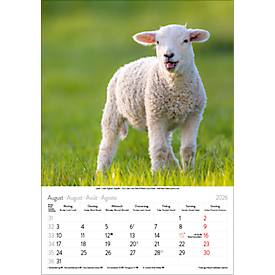 Bildkalender Korsch Tierkinder 2026, mit Tierbaby-Fotomotiven, B 235 x H 335 mm, Papier