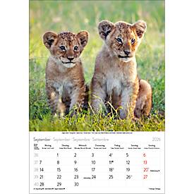 Bildkalender Korsch Tierkinder 2026, mit Tierbaby-Fotomotiven, B 235 x H 335 mm, Papier
