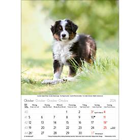 Bildkalender Korsch Tierkinder 2026, mit Tierbaby-Fotomotiven, B 235 x H 335 mm, Papier