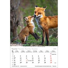 Bildkalender Korsch Tierkinder 2026, mit Tierbaby-Fotomotiven, B 235 x H 335 mm, Papier