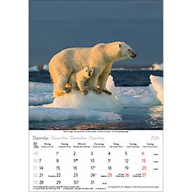 Bildkalender Korsch Tierkinder 2026, mit Tierbaby-Fotomotiven, B 235 x H 335 mm, Papier