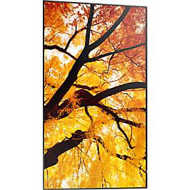 Business Monitor Sharp MultiSync® M752, 75', 3840 x 2160 px, IPS Panel, HDMI/DisplayPort/USB/LAN, schwarz