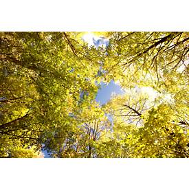 Deckensegel, Wald, 1200x800 mm