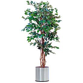 Ficus Benjamini