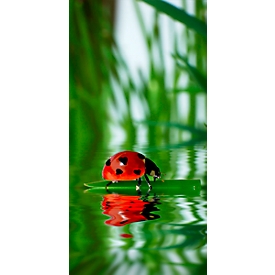 akoestisch fotopaneel, lieveheersbeestje, 800 x 1600 mm