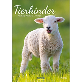 Picture calendar Korsch Tierkinder 2026, with baby animal photo motifs, W 235 x H 335 mm, paper