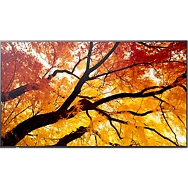 SHARP MultiSync® M502 zakelijke monitor, 50″, 3840 x 2160, HDMI/DisplayPort/USB/LAN, zwart