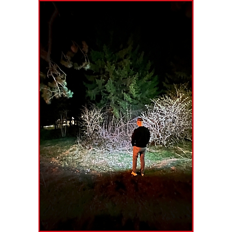 Eine Person steht nachts vor einem Baum. Die Bäume und Büsche sind im Scheinwerferlicht zu sehen.