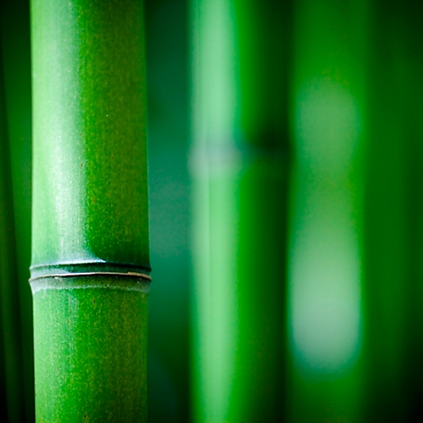 Close-up of green bamboo stalks, some out of focus.