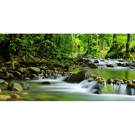 A clear river winds through a lush green rainforest. Rocks line the banks, forming small waterfalls.