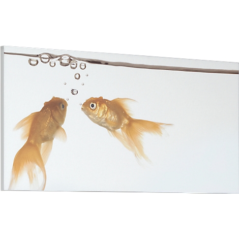 Two goldfish swimming in water, one looking at the other, above are air bubbles.