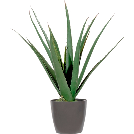 Aloe vera plant in a gray pot.