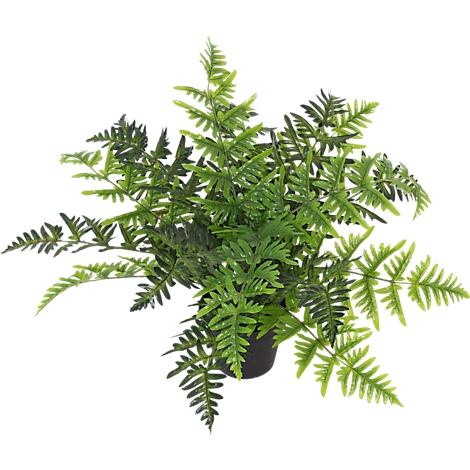 Top-down view of a green fern plant in a black pot. The leaves are in different shades of green.