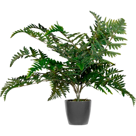 Room fern in dark pot against white background.