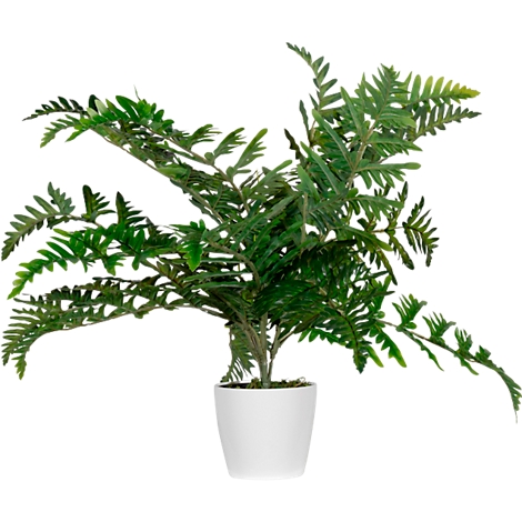Green fern plant in a white pot against a white background.