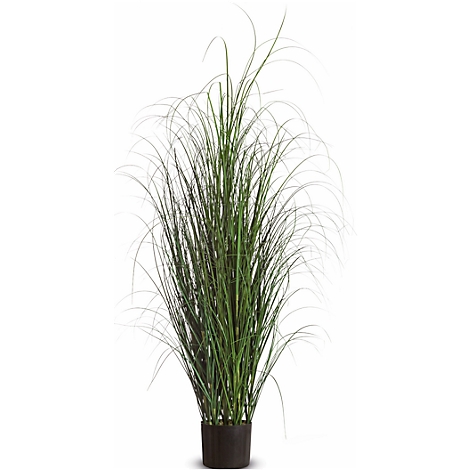 Ornamental grass in a black pot against a white background. The long, green blades are gracefully curved.