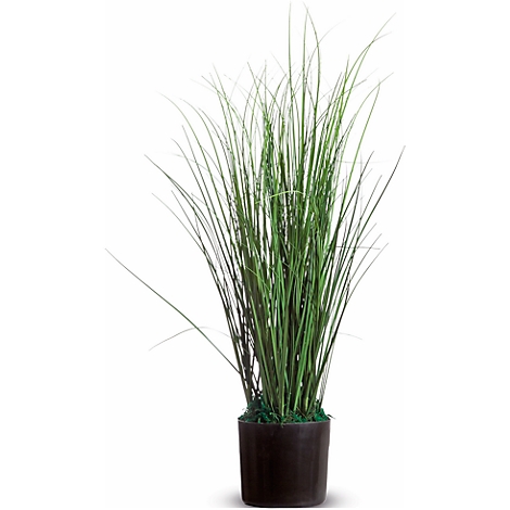 Green ornamental grasses in a pot, against a white background.