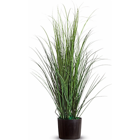 Tall, green ornamental grasses in a black pot against a white background. The blades are long and narrow.