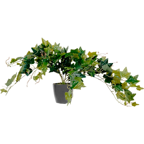 Ivy plant in gray pot, green leaves.