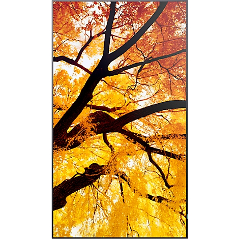 Nahaufnahme von Ästen eines Baumes mit gelb-orangenen Blättern vor hellem Hintergrund.