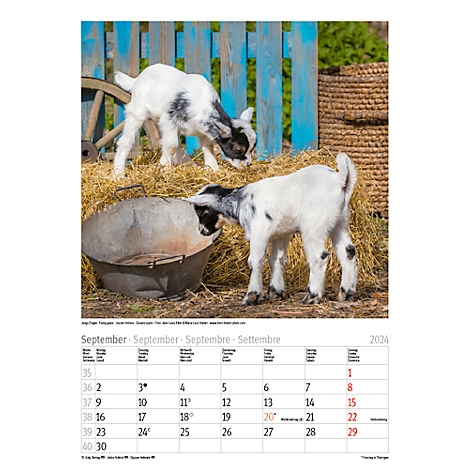 Calendrier illustré Korsch 'Enfants animaux 2024', 1 page de couverture, 12  feuilles mensuelles, L 235 x H 335 mm acheter à prix avantageux