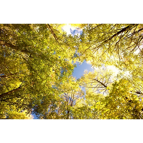 Looking up through tree canopies with yellow leaves, blue sky, sunlit.