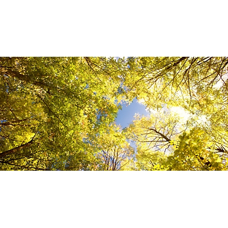 View through yellow-green tree crowns towards the blue sky. Sunlight shines through the leaves.