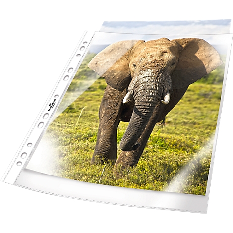 An elephant in green grass, in a clear pocket.