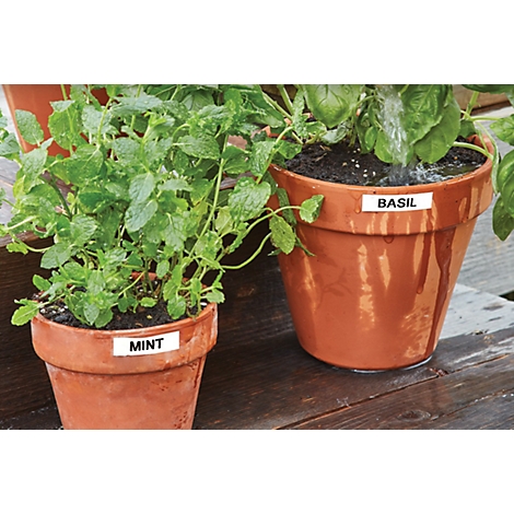 Deux pots en terre cuite avec des herbes aromatiques : menthe et basilic. Le basilic est arrosé.