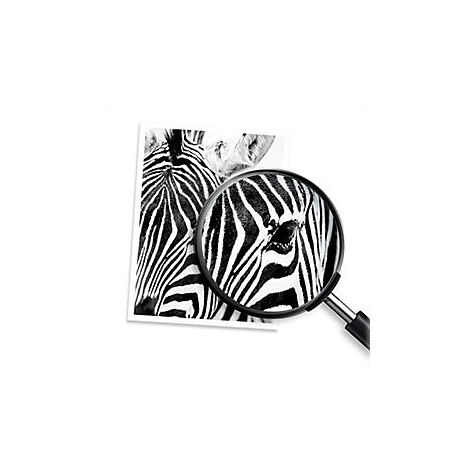 Schwarz-WeiÃŸ-Foto zeigt ein Zebra-Detail, vergrÃ¶ÃŸert durch eine Lupe.