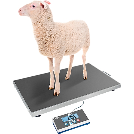 Un mouton se tient sur une balance, l'écran affiche 29,05 kg.