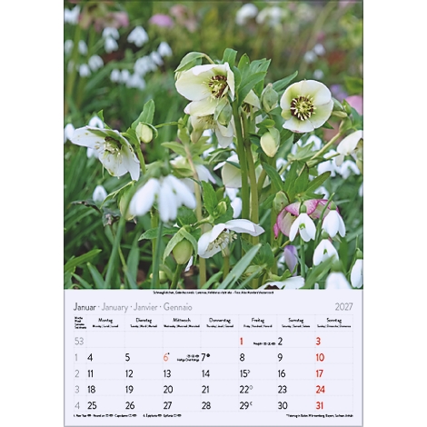 Gros plan sur des hellébores blanches et des perce-neige, avec un calendrier pour janvier 2027 en arrière-plan.
