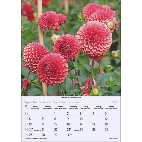 Gros plan sur des fleurs de dahlias rouges sur fond de feuilles vertes. En dessous, un calendrier pour septembre 2027.